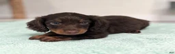 Miniature Dachshund dogs for sale: Lincoln - Ad 4