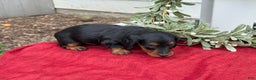 Miniature Dachshund dogs for sale: Eclair - Ad 2