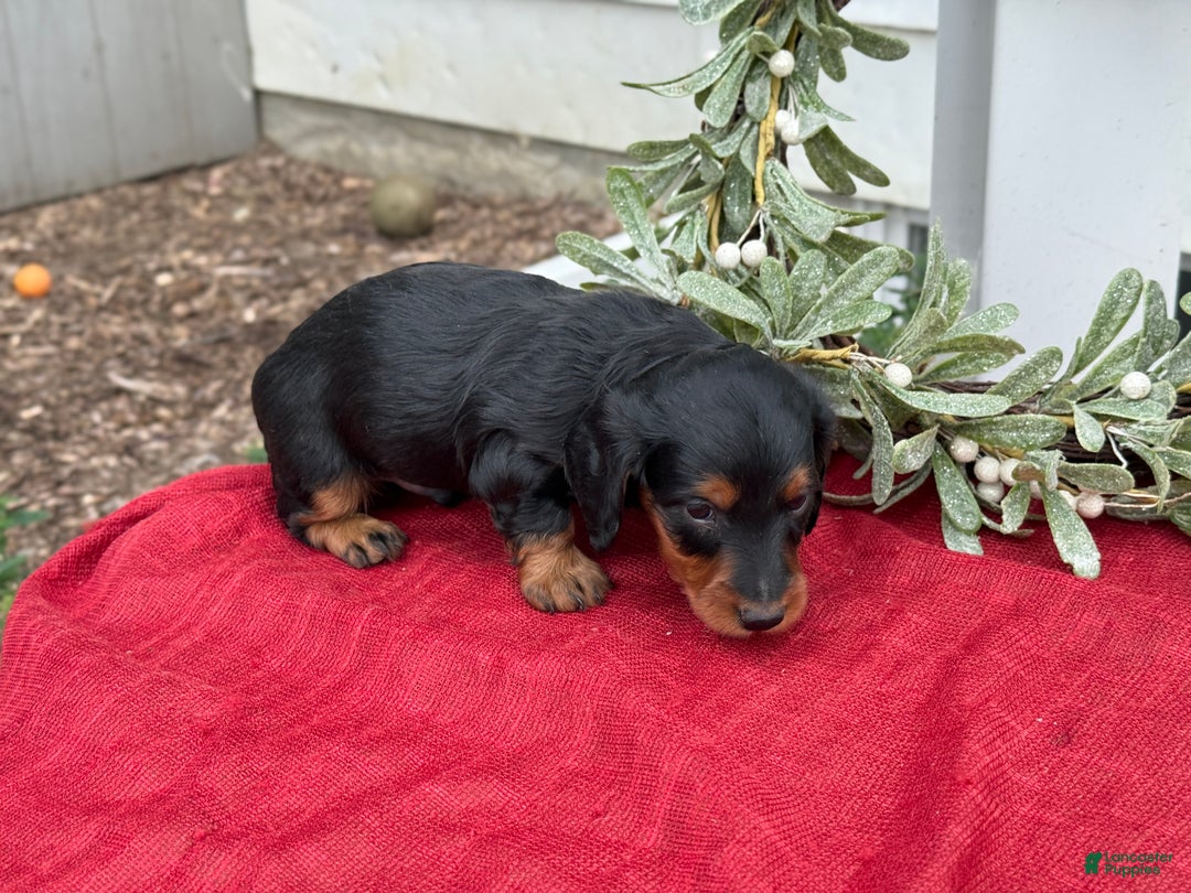 Miniature Dachshund dogs for sale: Eclair - Ad 2