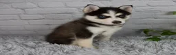 Pomsky dogs for sale: Traci - Ad 3