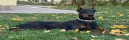 Doberman Pinscher dogs for sale: Selene - Ad 4