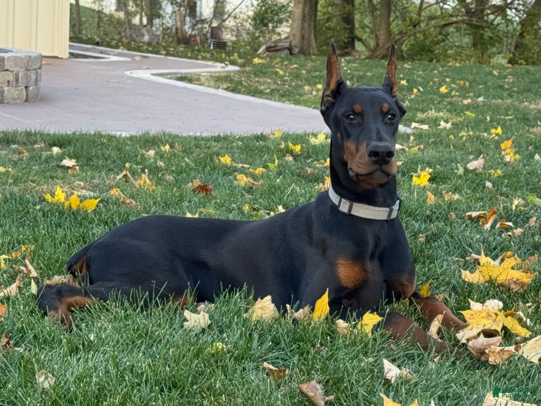 Doberman Pinscher dogs for sale: Selene - Ad 4