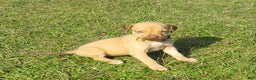 Rhodesian Ridgeback dogs for sale: Rhodesian Ridgeback Puppy 3 - Ad 1