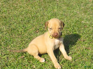 Rhodesian Ridgeback dogs Rhodesian Ridgeback Puppy 3 - Ad 2