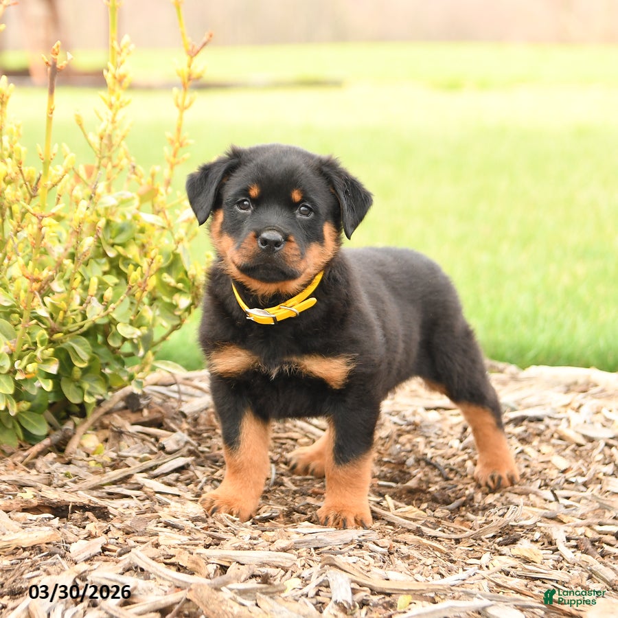 Rottweiler dogs Hunter - Ad 1