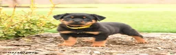 Rottweiler dogs for sale: Hunter - Ad 1