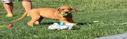 Great Dane dogs for sale: Melody  - Ad 7