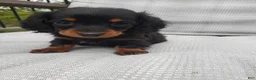 Miniature Dachshund dogs for sale: Miniature Dachshund Puppy 2 - Ad 3