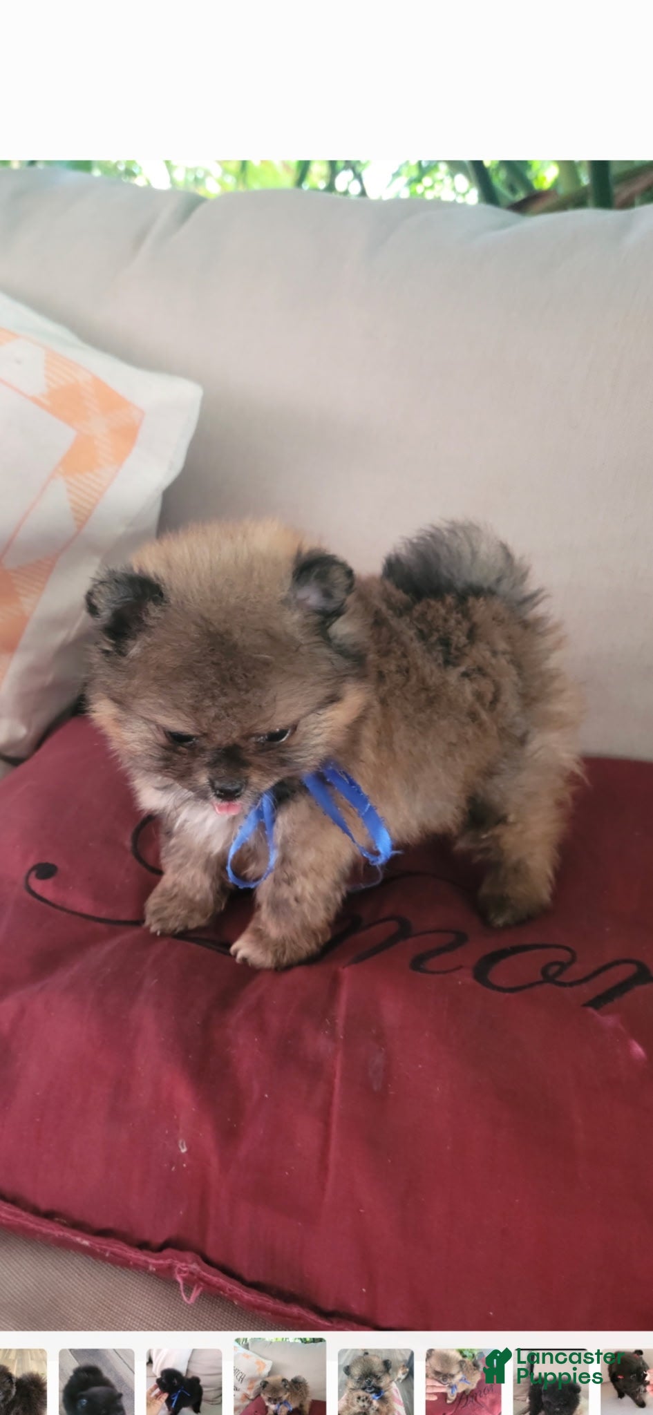 Pomeranian dogs Poo bear - Ad 1