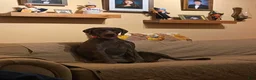 German Shorthaired Pointer dogs for sale: German Shorthaired Pointer female liver 3 - Ad 2