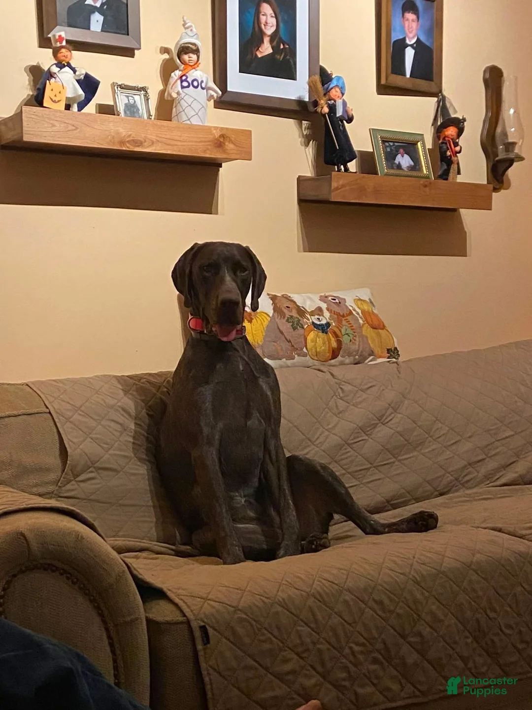 German Shorthaired Pointer dogs for sale: German Shorthaired Pointer female liver 3 - Ad 2