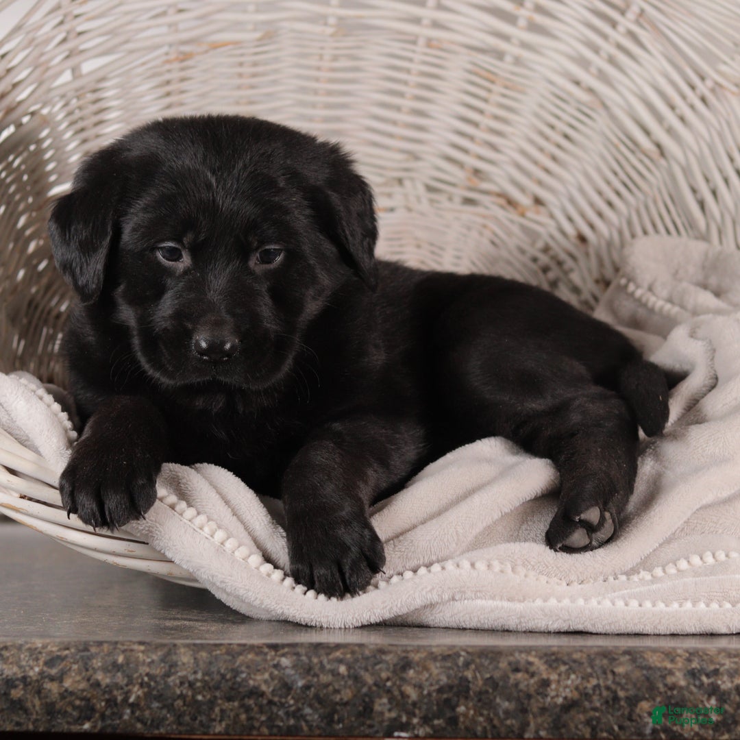 Mixed Breed dogs for sale: Rosa - Ad 4