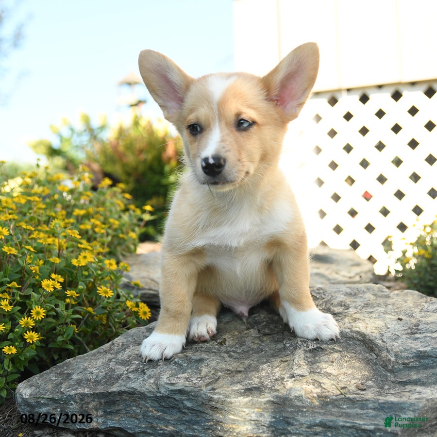 Welsh Corgi Pembroke dogs Sebastian - Ad 2