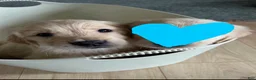 Golden Retriever dogs for sale: Minnie  - Ad 1