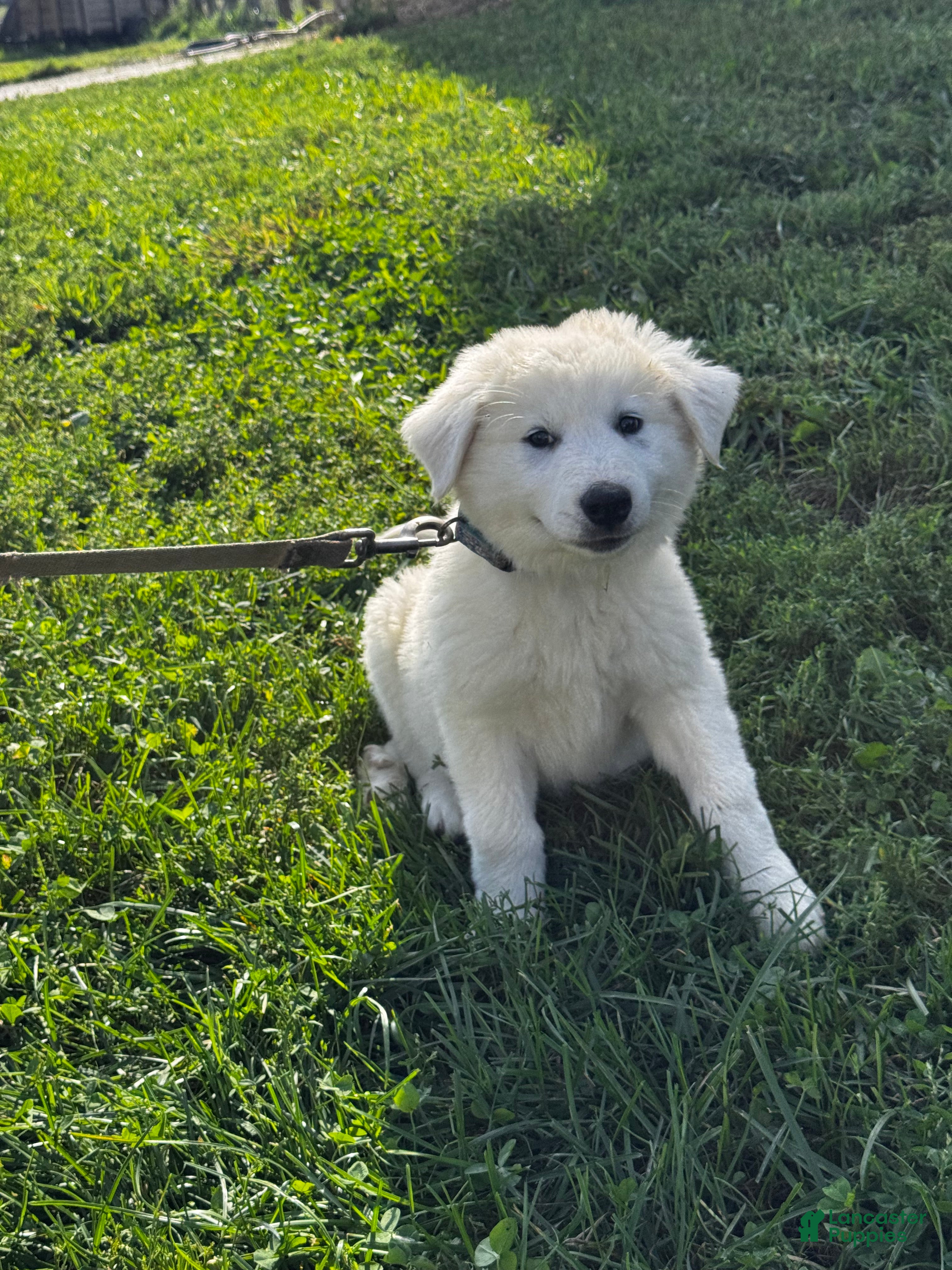 Great Pyrenees dogs Grace - Ad 2