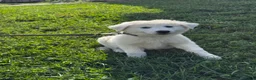 Great Pyrenees dogs for sale: Grace - Ad 2