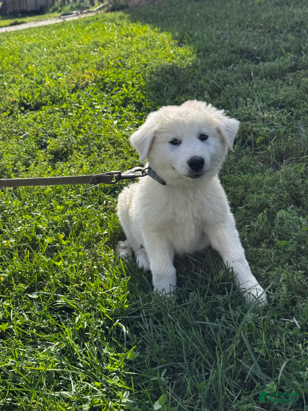 Great Pyrenees dogs for sale: Grace - Ad 2
