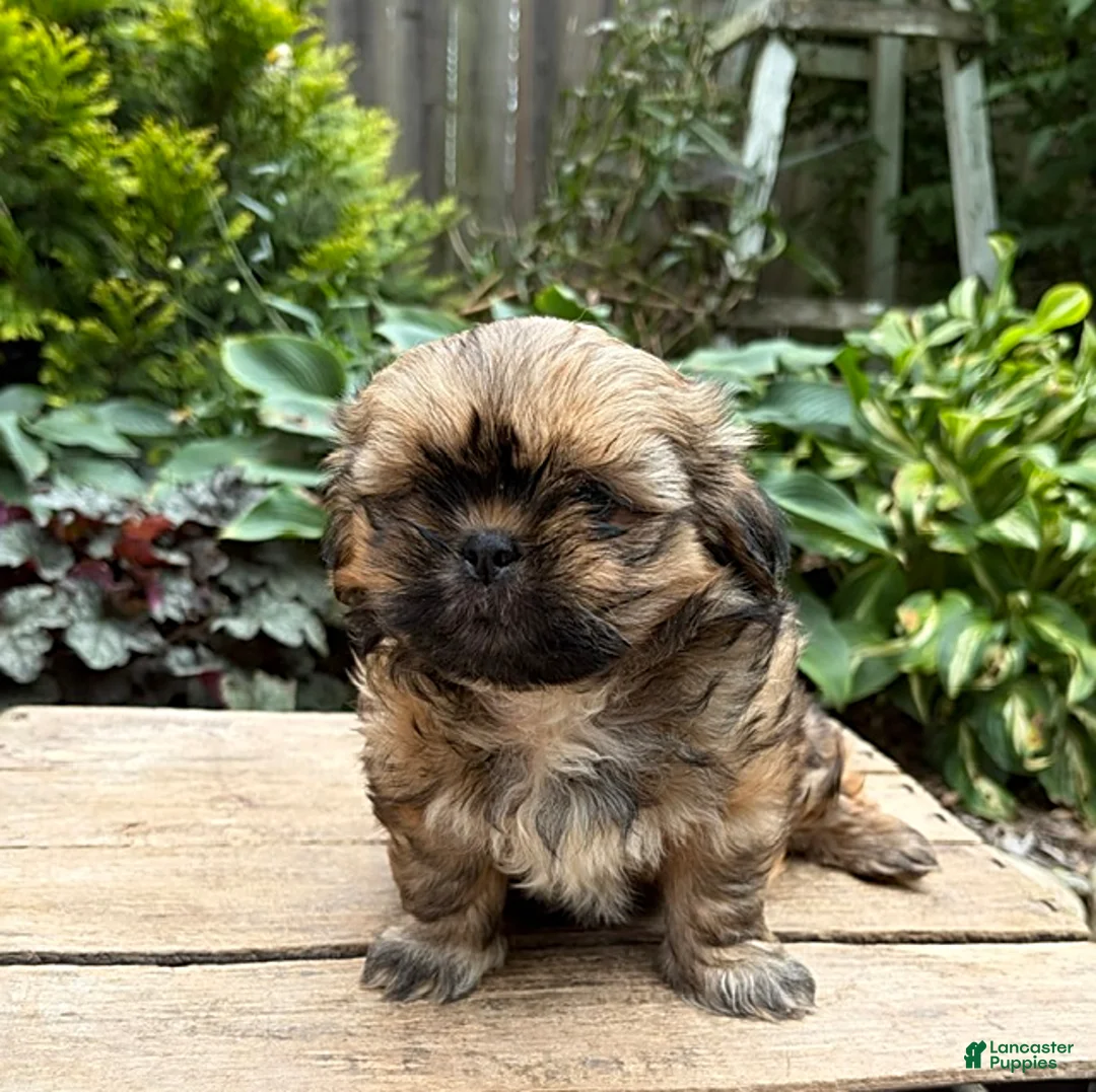 Shih Tzu dogs for sale: Casi - Ad 2