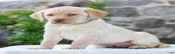 Labrador Retriever dogs for sale: Thomas  - Ad 2