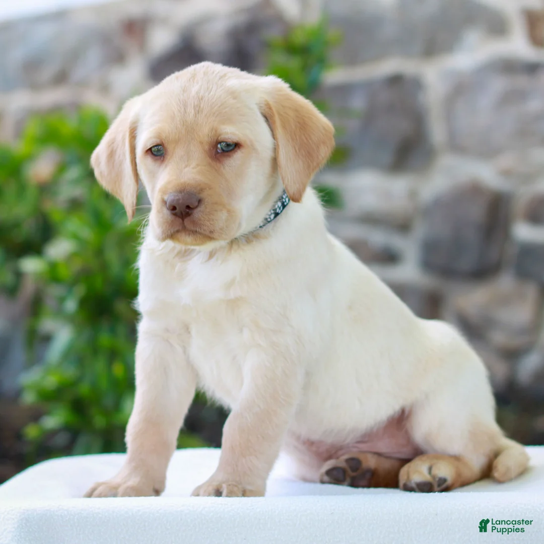 Labrador Retriever dogs for sale: Thomas  - Ad 2