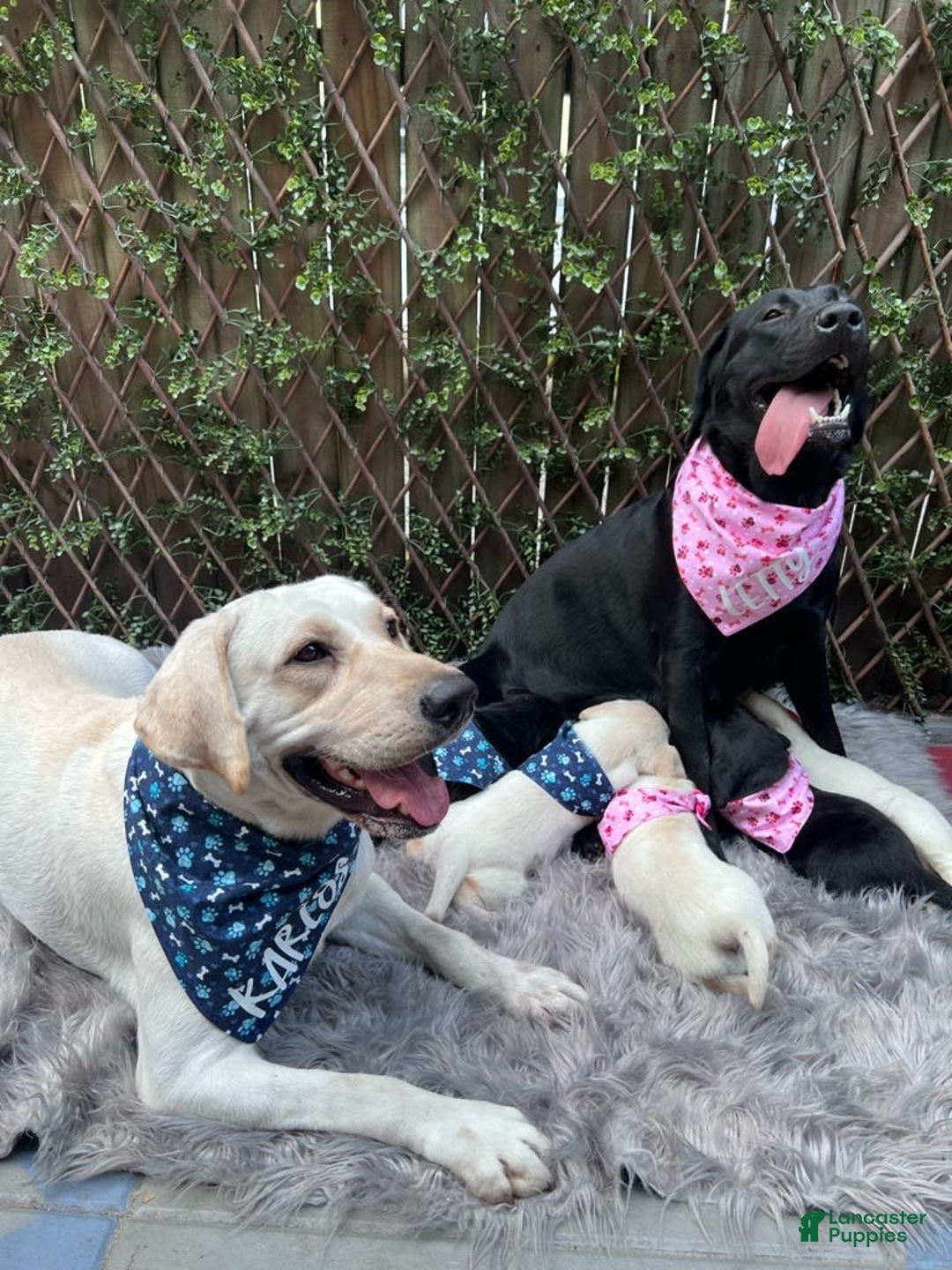 Gallery Image {{count}}