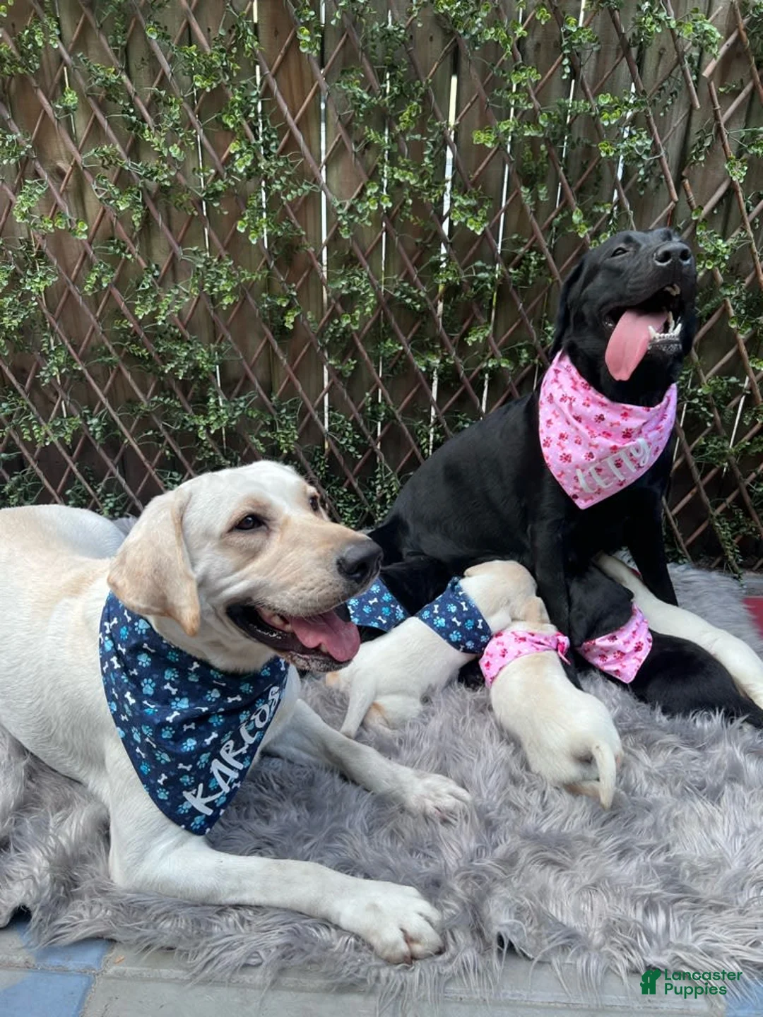 Gallery Image {{count}}