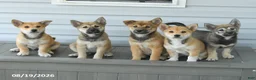 Shiba Inu dogs for sale: Sterling - Ad 5