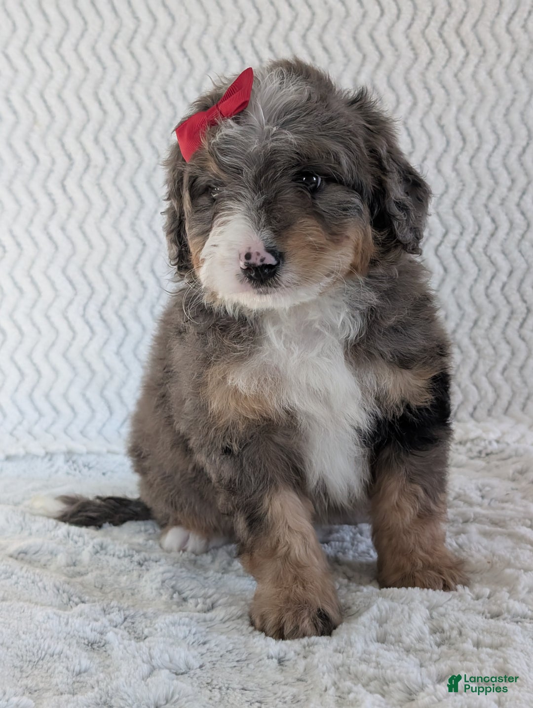 Mini Bernedoodle dogs for sale: Mini Banks  - Ad 6