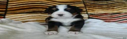 Bernese Mountain Dog dogs for sale: Bailey - Ad 3