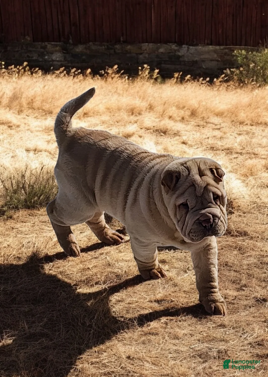 Shar Pei dogs for sale: Flurries mini  - Ad 15