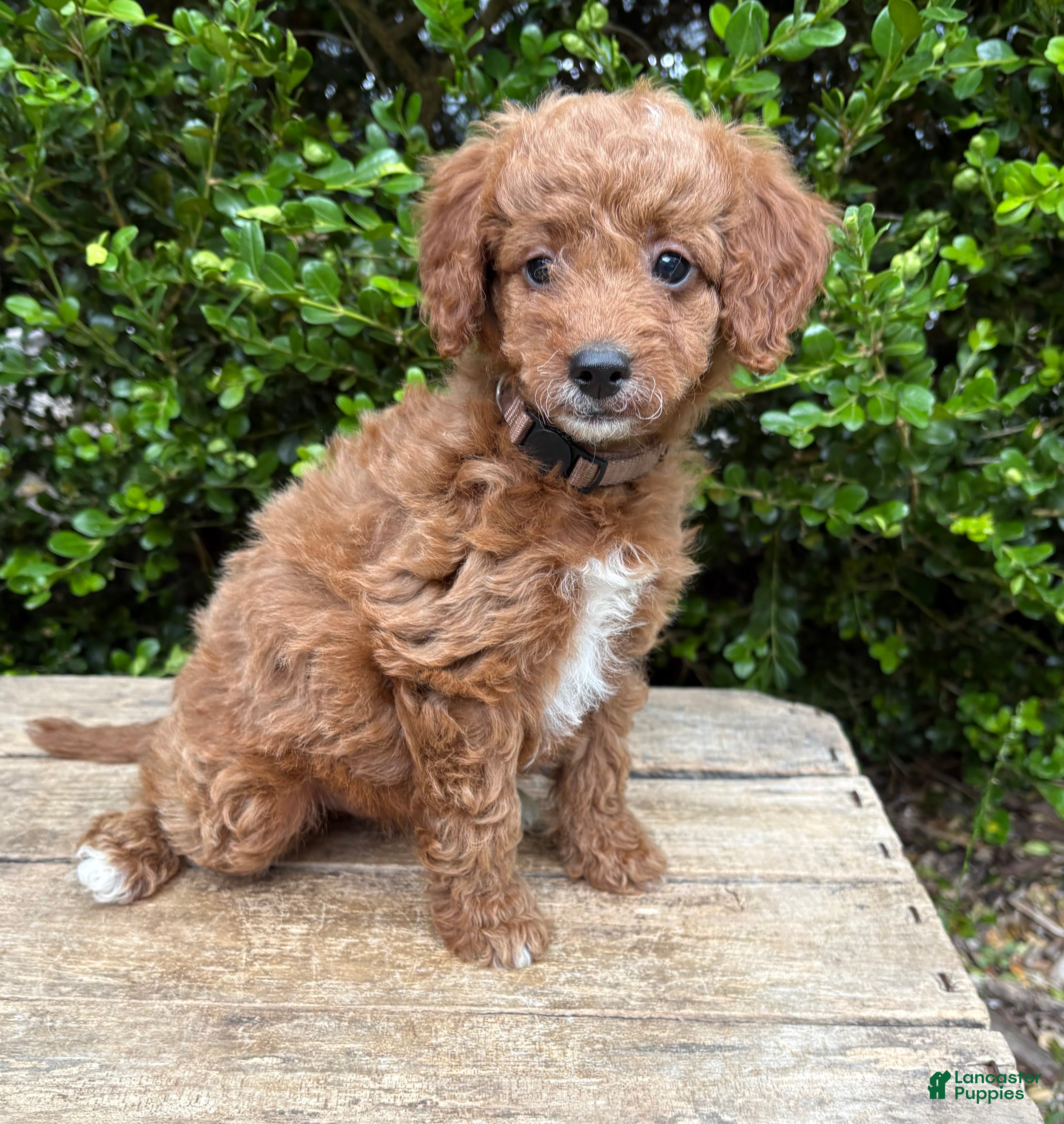 Goldendoodle dogs Avi  - Ad 1
