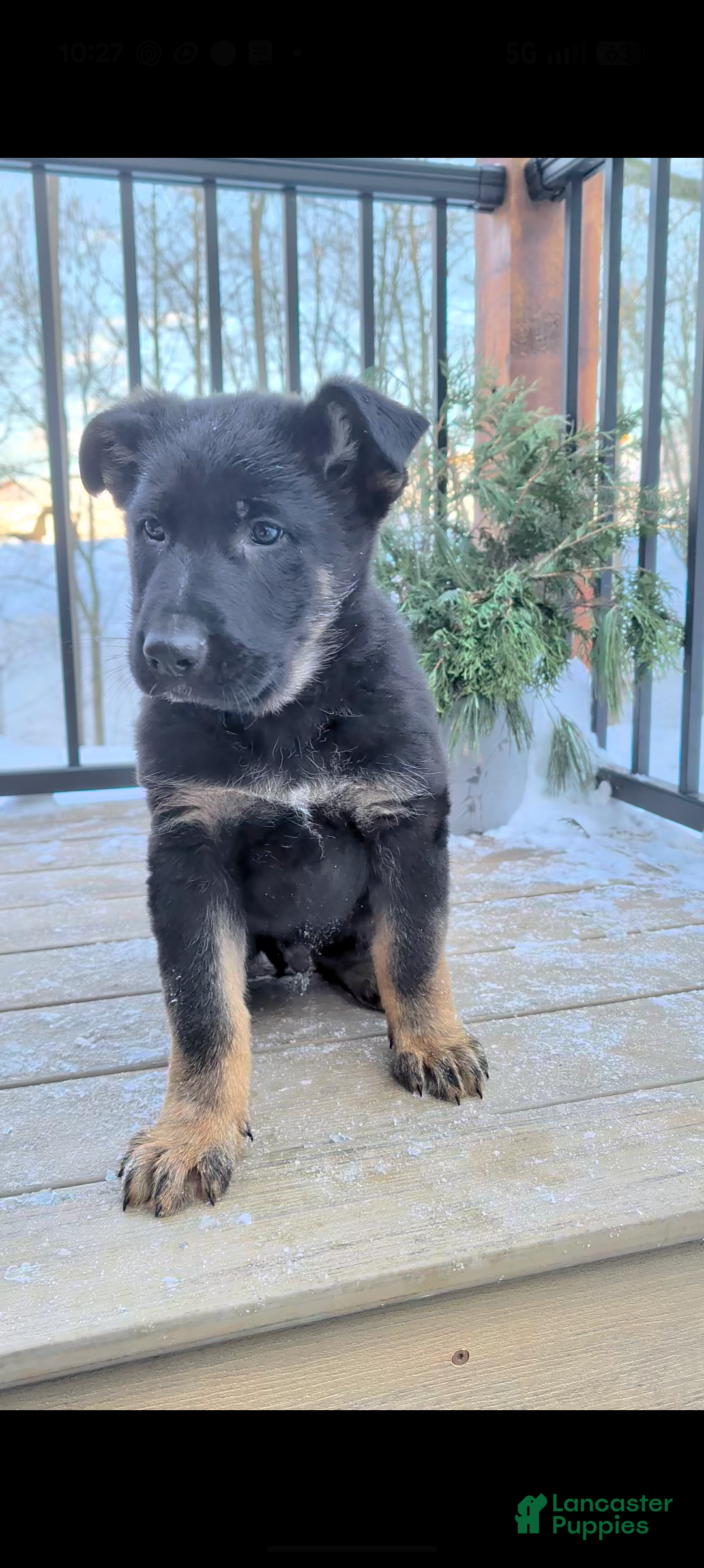 German Shepherd dogs Bingo - Ad 27