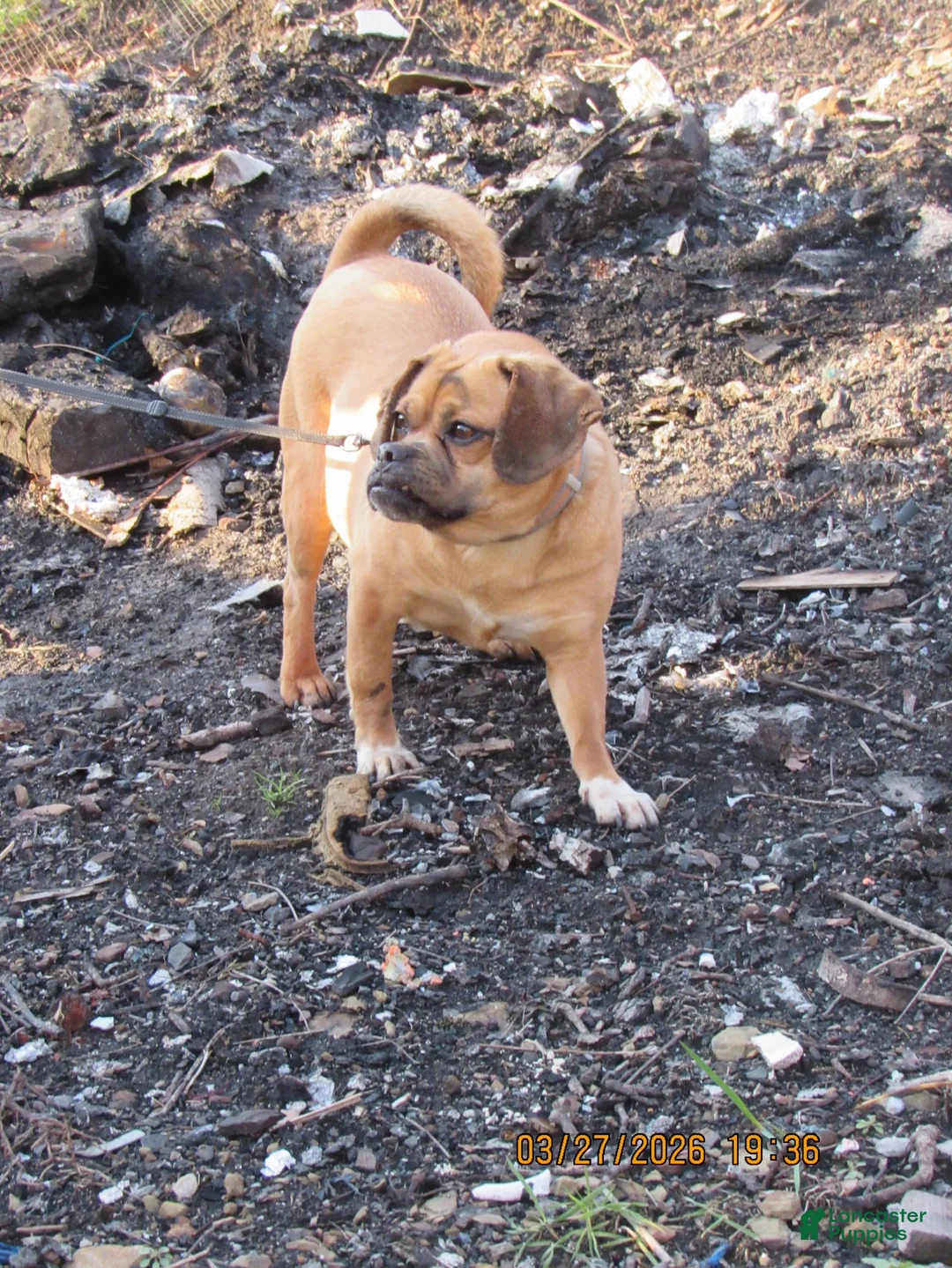 Puggle dogs for sale: Puggle Puppy 1 - Ad 1