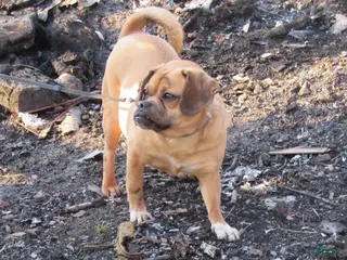 Puggle dogs Puggle Puppy 1 - Ad 19