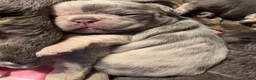 French Bulldog dogs for sale: French Bulldog Puppy 2 - Ad 6