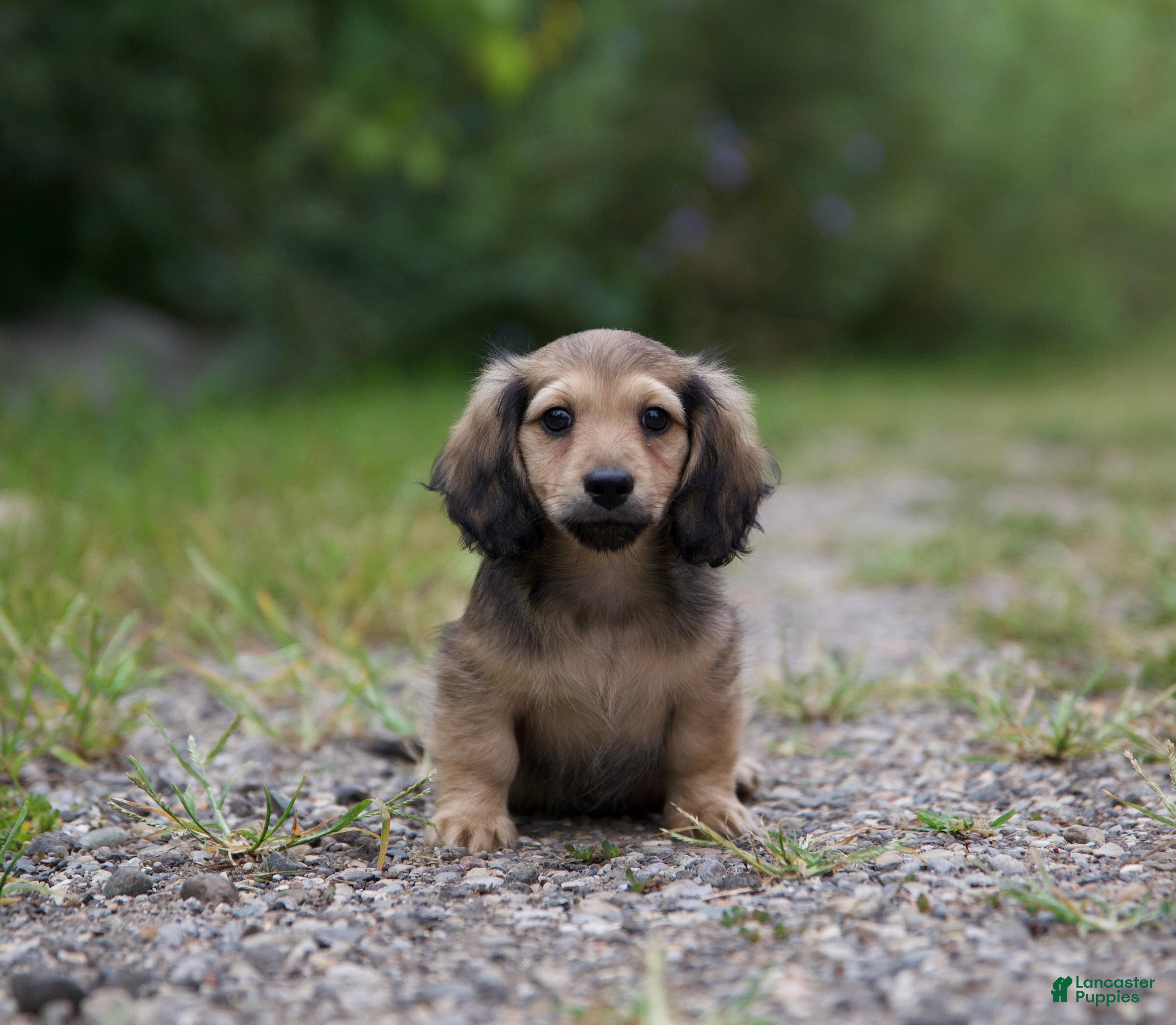 Miniature Dachshund dogs Miniature Dachshund Nico - Ad 3