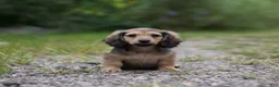 Miniature Dachshund dogs for sale: Miniature Dachshund Nico - Ad 1