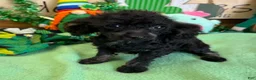 Toy Poodle dogs for sale: Tiny - Ad 4