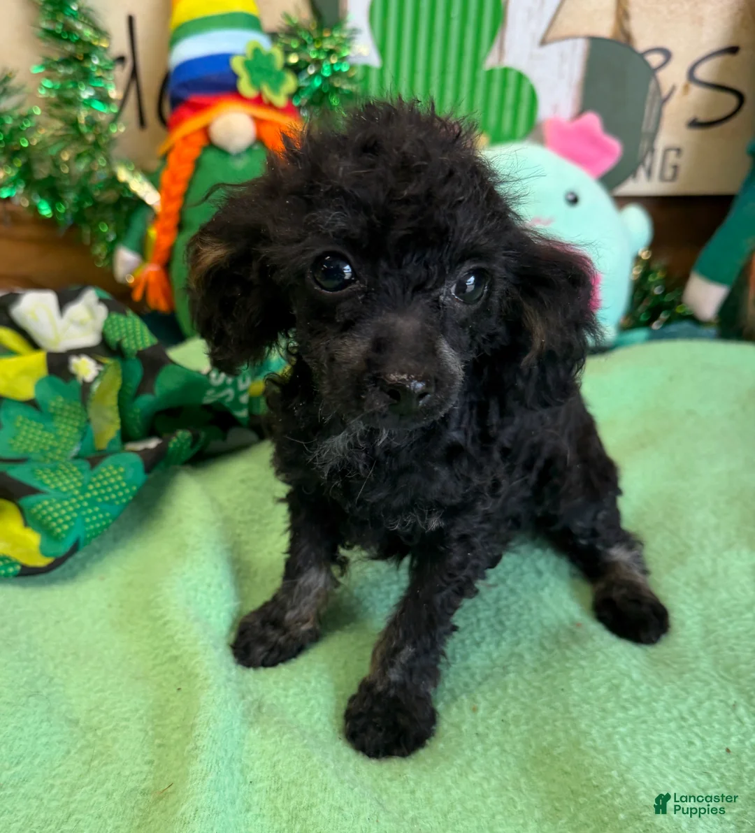 Toy Poodle dogs for sale: Tiny - Ad 4