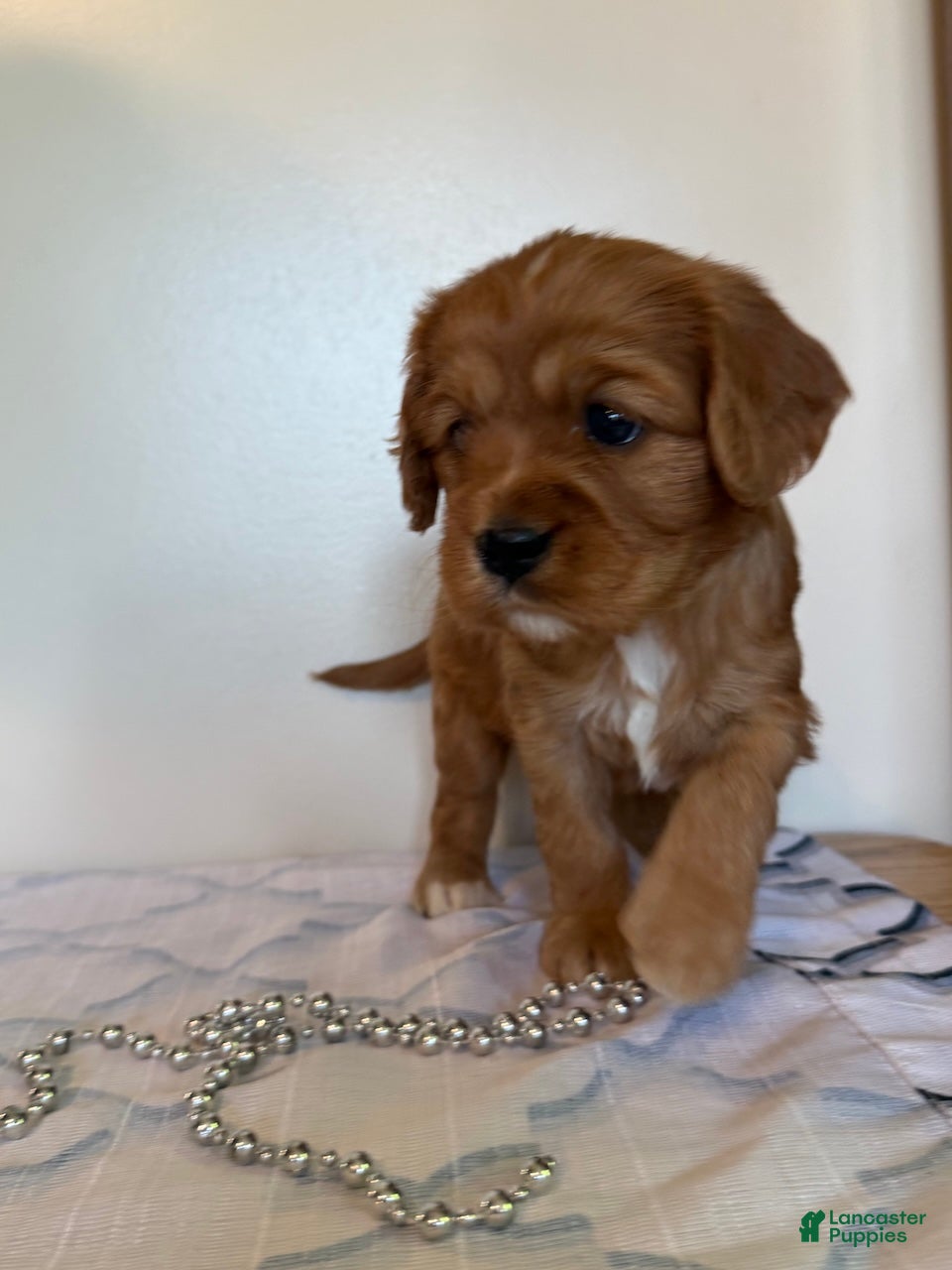 Cavapoo dogs Mickey Cavapoo Puppy  - Ad 2