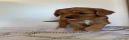 Cavapoo dogs for sale: Mickey Cavapoo Puppy  - Ad 4