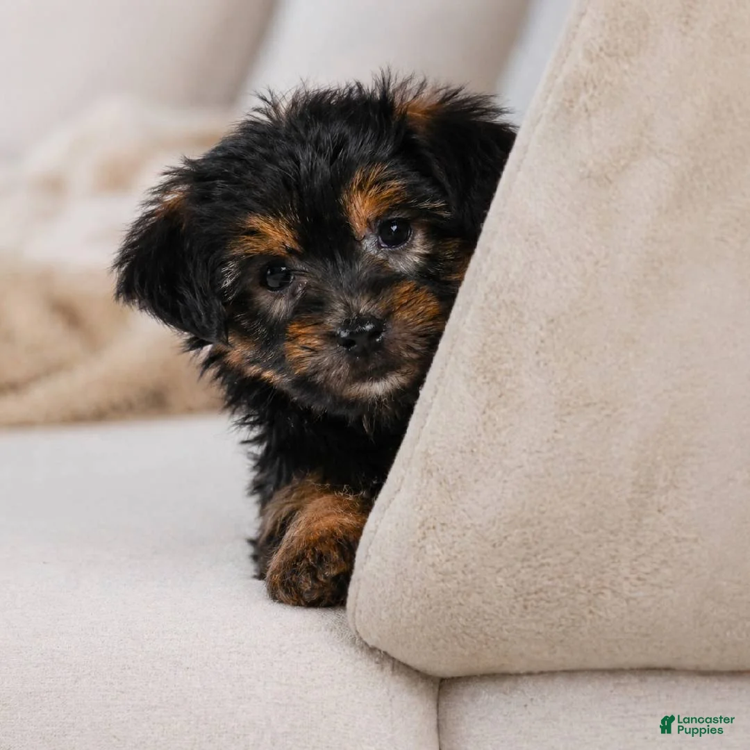 Yorkshire Terrier dogs for sale: Benny - Ad 1