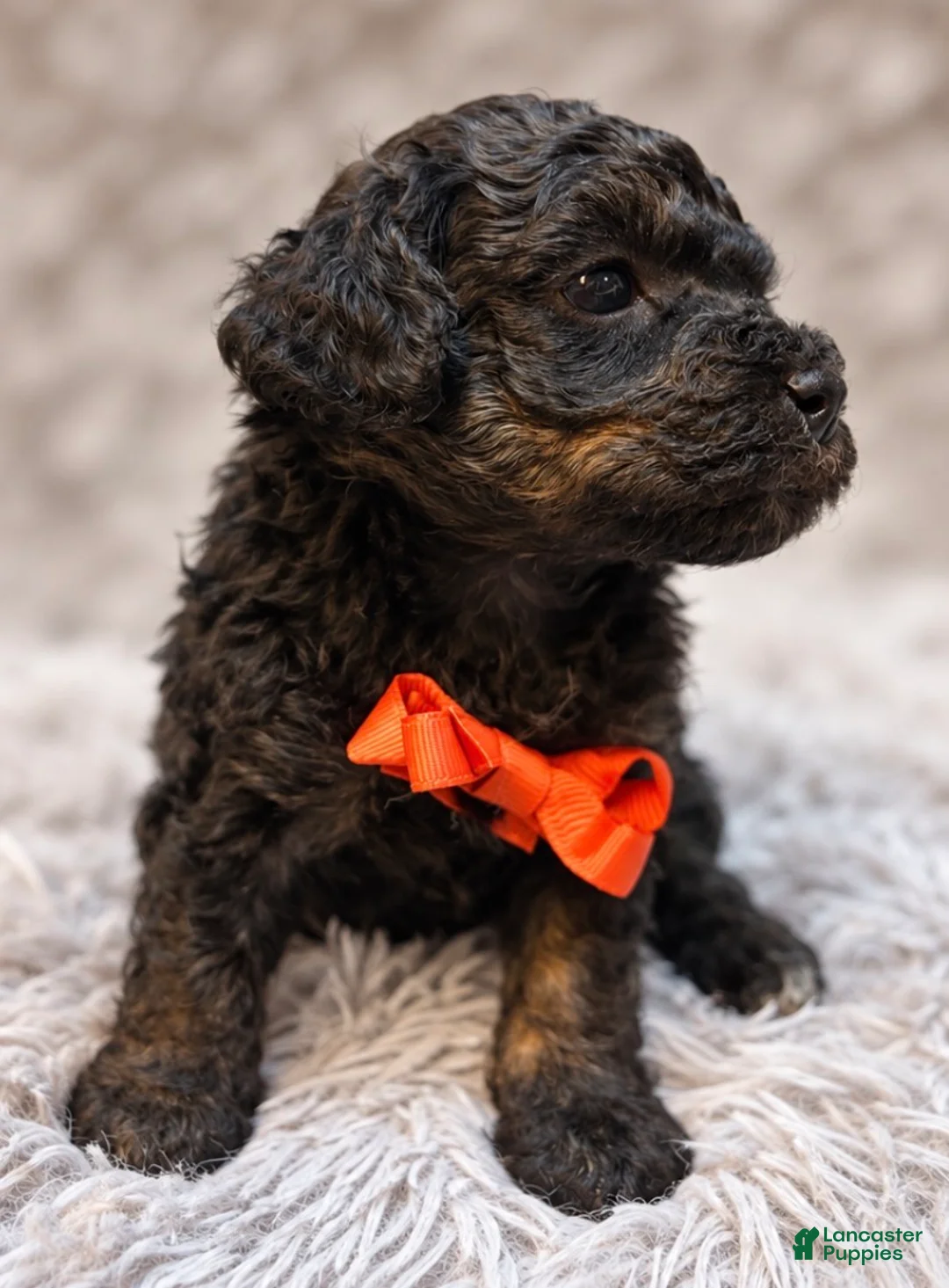 Toy Poodle dogs for sale: Ducky  - Ad 2