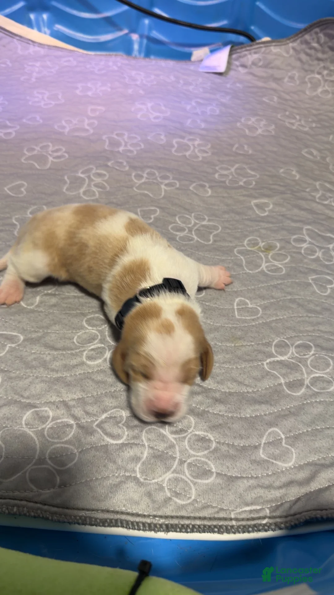 Basset Hound dogs for sale: Diego - Ad 2