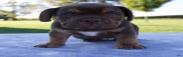 Beabull dogs for sale: Autumn - Ad 1
