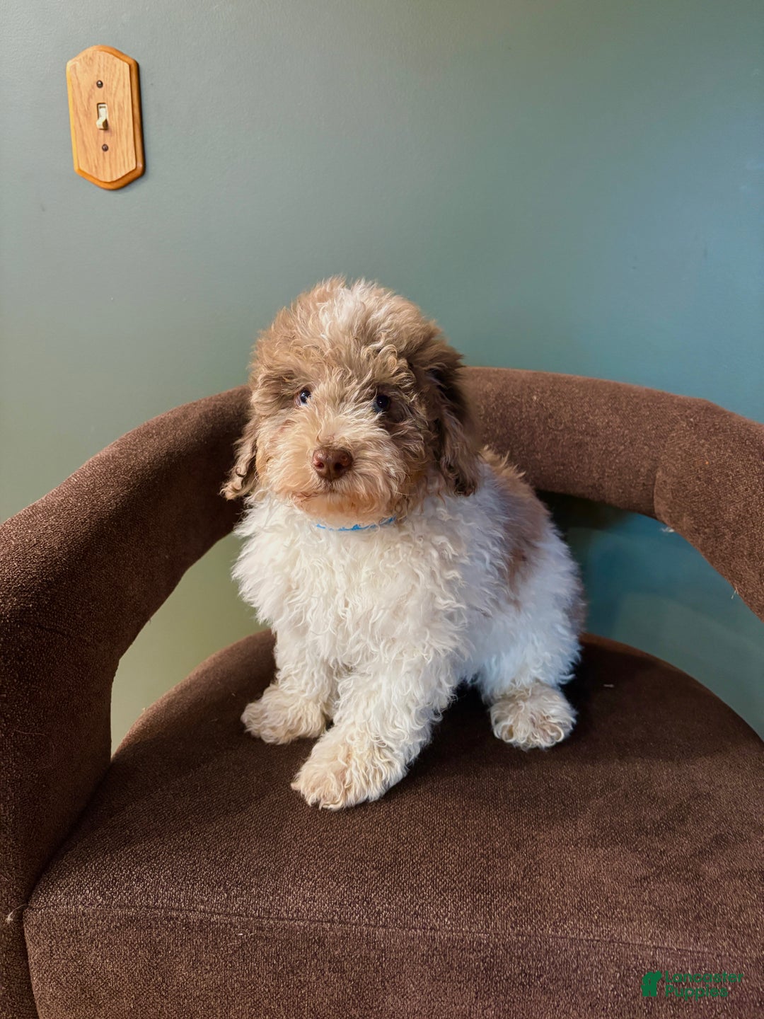 Miniature Poodle dogs for sale: Sammy  - Ad 5