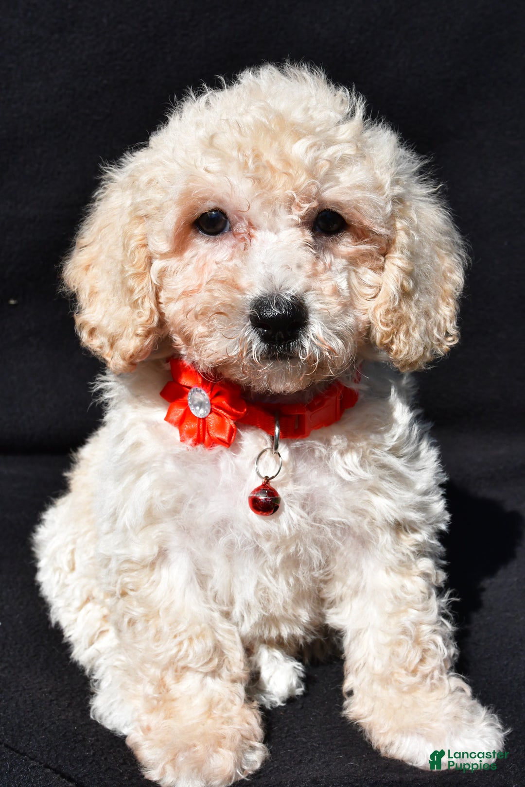 Bichpoo dogs for sale: Tango - Ad 6