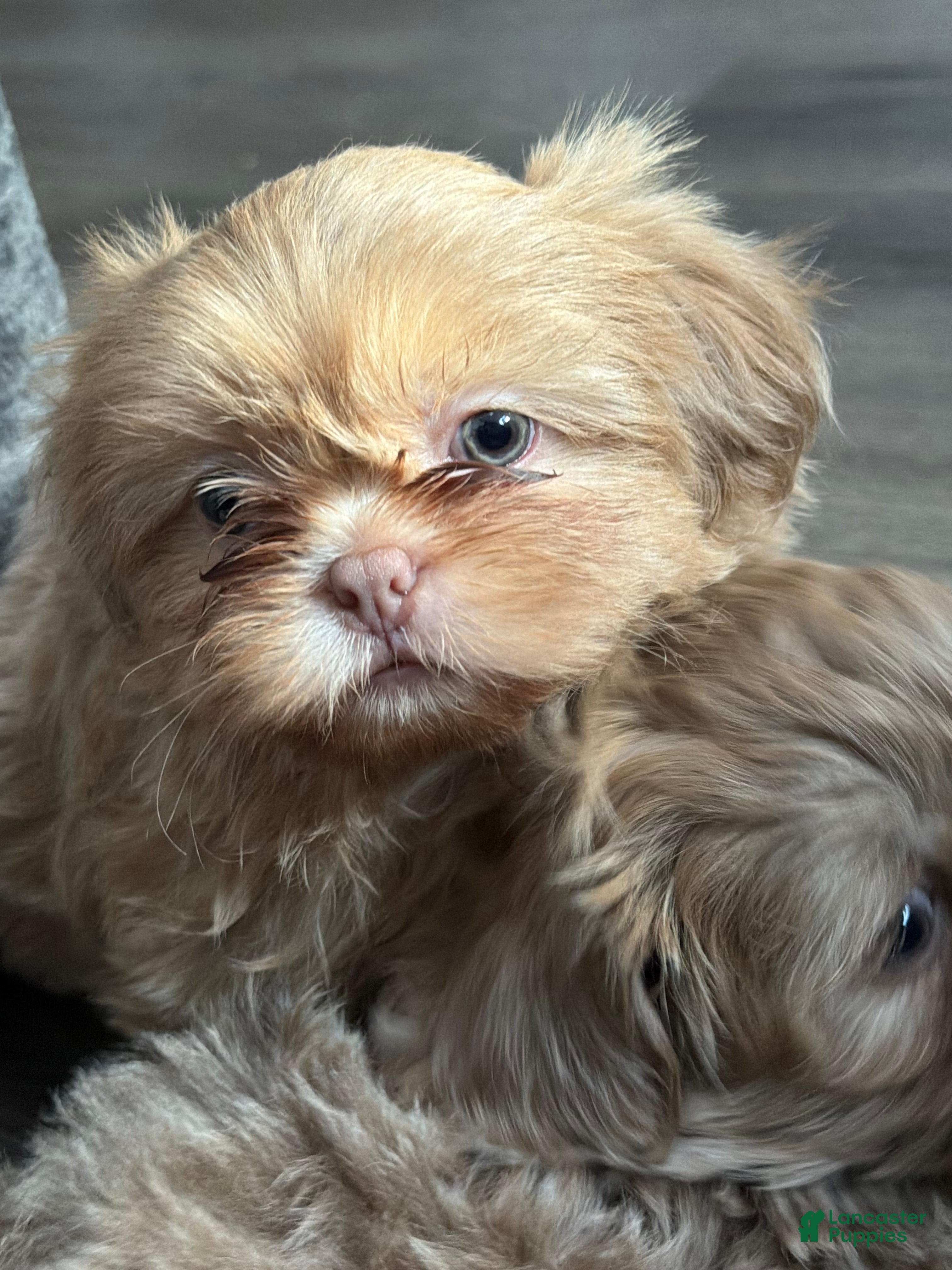 Shih Tzu dogs Lavender Shih Tzu boy - Ad 2