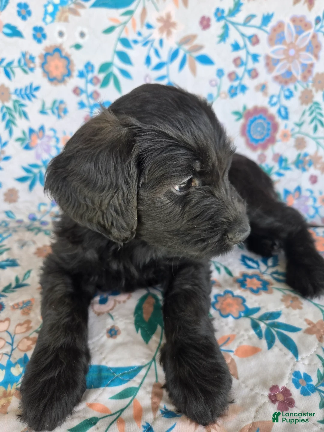Goldendoodle dogs for sale: Silver Girl - Ad 2