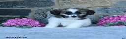 Malshi dogs for sale: Taffy - Ad 4